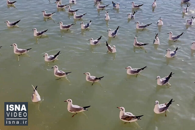 ویدئو / ویدئو /