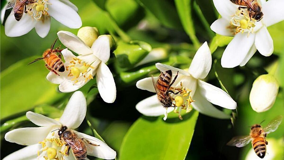 اتحادیه اروپا برای زنبور‌ها خطوط پروازی امن راه‌اندازی می‌کند